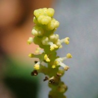 Excoecaria oppositifolia Griff.